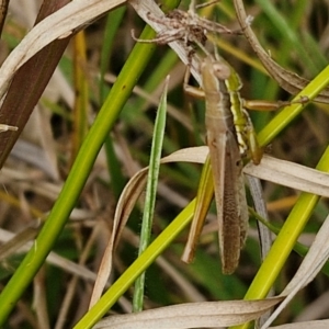 Bermius brachycerus at Flea Bog Flat, Bruce - 6 May 2024