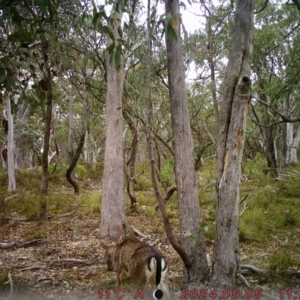 Dama dama at Rob Roy Range - 4 May 2024