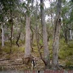 Dama dama at Rob Roy Range - 4 May 2024