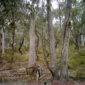 Dama dama at Rob Roy Range - 4 May 2024