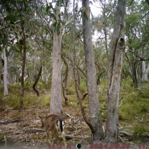 Dama dama at Rob Roy Range - 4 May 2024