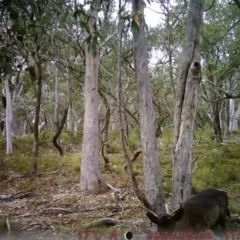 Dama dama at Rob Roy Range - 4 May 2024