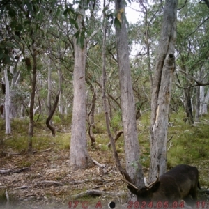 Dama dama at Rob Roy Range - 4 May 2024