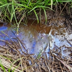 Iron Bacteria at Flea Bog Flat, Bruce - 6 May 2024 by trevorpreston