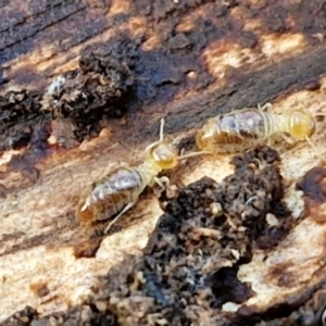 Termitoidae (informal group) at Bruce Ridge to Gossan Hill - 6 May 2024