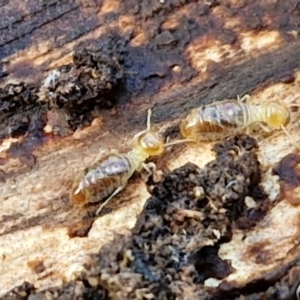 Termitoidae (informal group) (Unidentified termite) at Flea Bog Flat, Bruce by trevorpreston