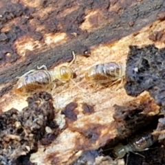 Termitoidae (informal group) at Bruce Ridge to Gossan Hill - 6 May 2024