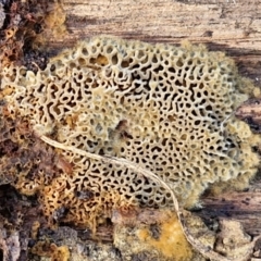 Unidentified Other fungi on wood at Flea Bog Flat, Bruce - 6 May 2024 by trevorpreston