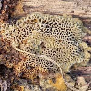 Unidentified Other fungi on wood at Bruce, ACT by trevorpreston