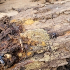 zz flat polypore - not white(ish) at Flea Bog Flat, Bruce - 6 May 2024