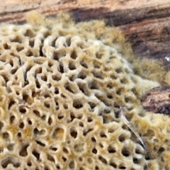 zz flat polypore - not white(ish) at Flea Bog Flat, Bruce - 6 May 2024