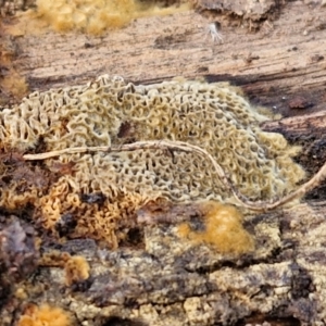 zz flat polypore - not white(ish) at Flea Bog Flat, Bruce - 6 May 2024