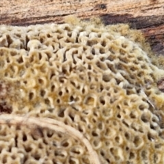 zz flat polypore - not white(ish) at Flea Bog Flat, Bruce - 6 May 2024