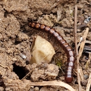 Diplopoda (class) (Unidentified millipede) at Bruce Ridge to Gossan Hill by trevorpreston