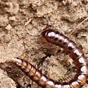 Diplopoda (class) at Bruce Ridge to Gossan Hill - 6 May 2024