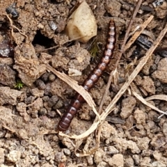 Diplopoda (class) at Bruce Ridge to Gossan Hill - 6 May 2024