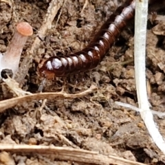 Diplopoda (class) at Bruce Ridge to Gossan Hill - 6 May 2024