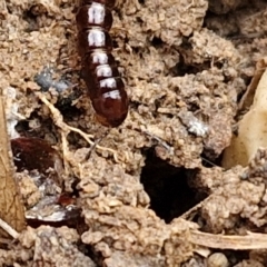 Diplopoda (class) at Bruce Ridge to Gossan Hill - 6 May 2024