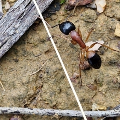 Camponotus consobrinus (Banded sugar ant) at Bruce, ACT - 6 May 2024 by trevorpreston