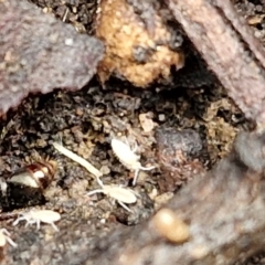 Entomobryomorpha (order) (Entomobryomorph springtail) at Bruce Ridge to Gossan Hill - 6 May 2024 by trevorpreston