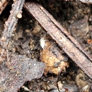 Entomobryomorpha (order) at Bruce Ridge to Gossan Hill - 6 May 2024