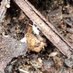 Entomobryomorpha (order) at Bruce Ridge to Gossan Hill - 6 May 2024