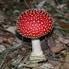 Amanita muscaria at National Arboretum Forests - 3 May 2024