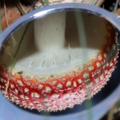 Amanita muscaria at National Arboretum Forests - 3 May 2024