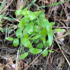 Asparagus asparagoides (Bridal Creeper, Florist's Smilax) at Watson, ACT - 6 May 2024 by waltraud