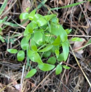 Asparagus asparagoides at Mount Majura - 6 May 2024 11:31 AM