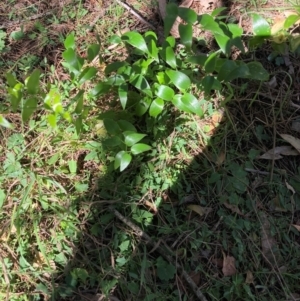 Asparagus asparagoides at Mount Majura - 6 May 2024