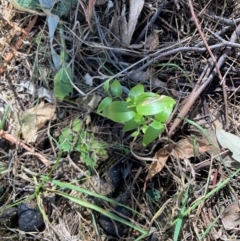 Asparagus asparagoides at Mount Majura - 6 May 2024