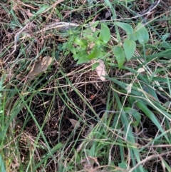 Asparagus asparagoides at Mount Majura - 6 May 2024