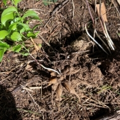 Asparagus asparagoides at Mount Majura - 6 May 2024