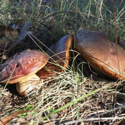 Suillus sp. (A bolete ) at Umbagong District Park - 6 May 2024 by Caric