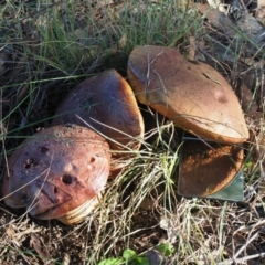 Suillus sp. at Umbagong District Park - 6 May 2024