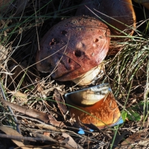 Suillus sp. at Umbagong District Park - 6 May 2024