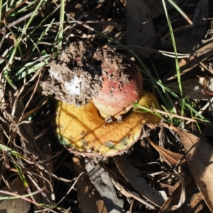 Suillus sp. at Umbagong District Park - 6 May 2024