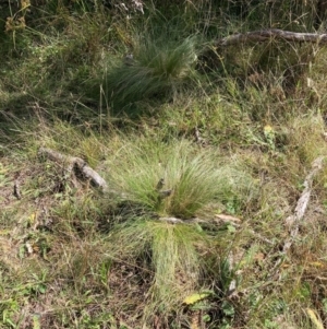 Nassella trichotoma at Mount Majura - 6 May 2024