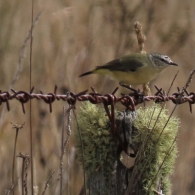 Acanthiza chrysorrhoa (Yellow-rumped Thornbill) at Dry Plain, NSW - 3 May 2024 by AndyRoo