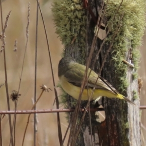 Acanthiza chrysorrhoa at Top Hut TSR - 3 May 2024