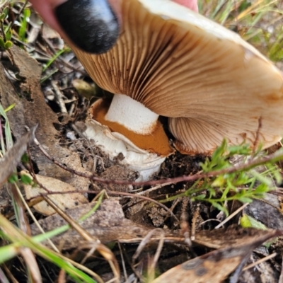 Austrocortinarius australiensis at QPRC LGA - 6 May 2024 by Csteele4