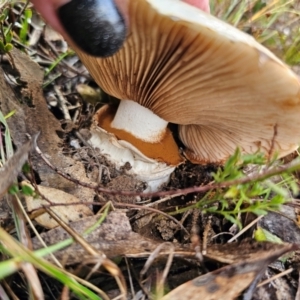 Unidentified Cap on a stem; gills below cap [mushrooms or mushroom-like] at suppressed by Csteele4