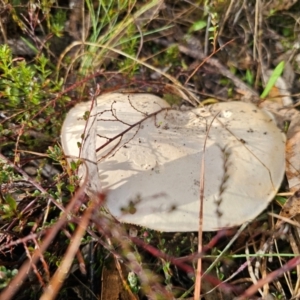 Austrocortinarius australiensis at QPRC LGA - 6 May 2024