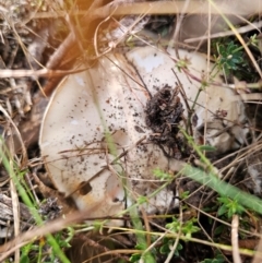 Austrocortinarius australiensis at QPRC LGA - 6 May 2024