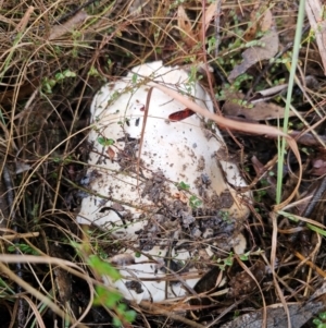 Austrocortinarius australiensis at QPRC LGA - 6 May 2024