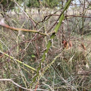 Rosa sp. at Mount Majura - 6 May 2024