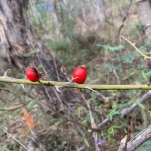 Rosa sp. at Mount Majura - 6 May 2024