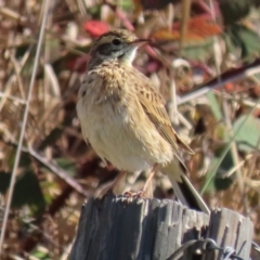 Anthus australis (Australian Pipit) at Budjan Galindji (Franklin Grassland) Reserve - 1 May 2024 by AndyRoo