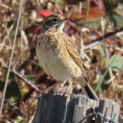 Anthus australis (Australian Pipit) at Budjan Galindji (Franklin Grassland) Reserve - 1 May 2024 by AndyRoo